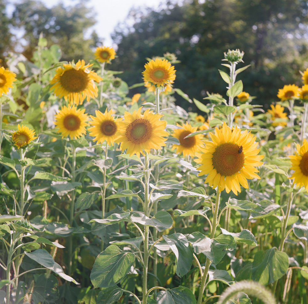 Dodd_Sunflowers